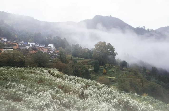 揭秘黃山秋韻，十一月七日最新風(fēng)景圖片欣賞