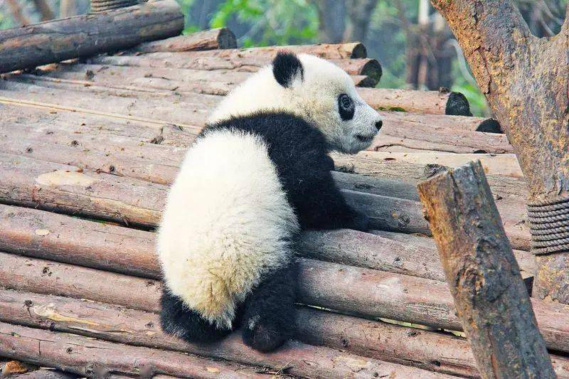 漳州動物園秋日煥新顏，11月8日的獨特記憶