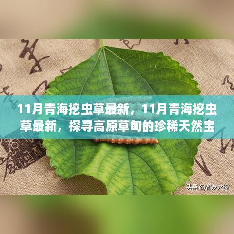 探尋高原草甸珍稀天然寶藏，揭秘青海蟲草11月最新挖掘之旅