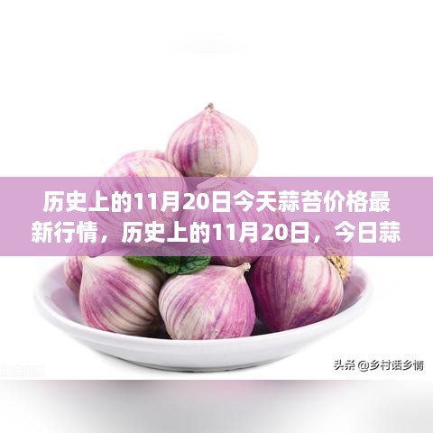 歷史上的11月20日，今日蒜苔價(jià)格與自然美景之旅，探尋內(nèi)心寧靜與平和的旅程