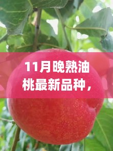 11月晚熟油桃新品種亮相，甘甜獨(dú)特品嘗正當(dāng)季