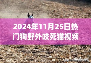 熱門(mén)狗野外咬死貓事件深度解析，特性、體驗(yàn)、競(jìng)品對(duì)比及用戶洞察分析