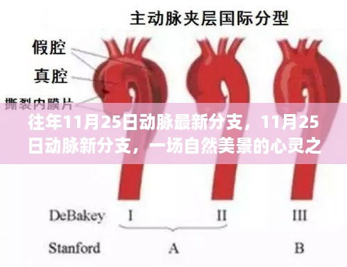 往年11月25日動(dòng)脈最新分支，11月25日動(dòng)脈新分支，一場(chǎng)自然美景的心靈之旅