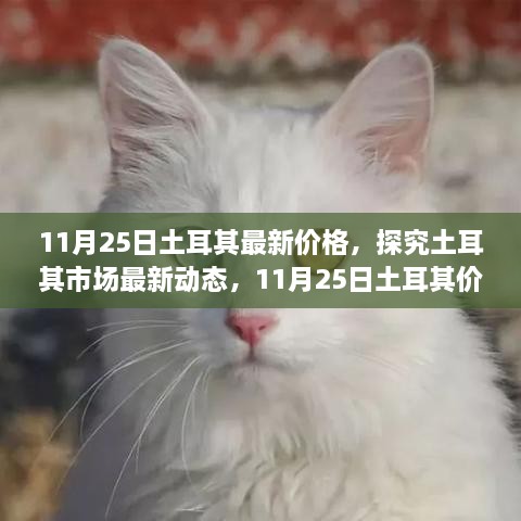 11月25日土耳其最新價格，探究土耳其市場最新動態(tài)，11月25日土耳其價格走勢及其影響