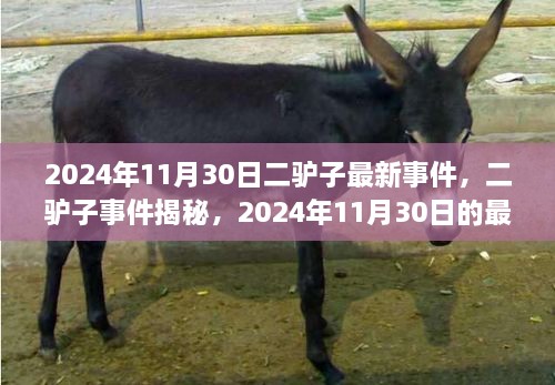 二驢子事件揭秘，最新篇章揭曉于2024年11月30日