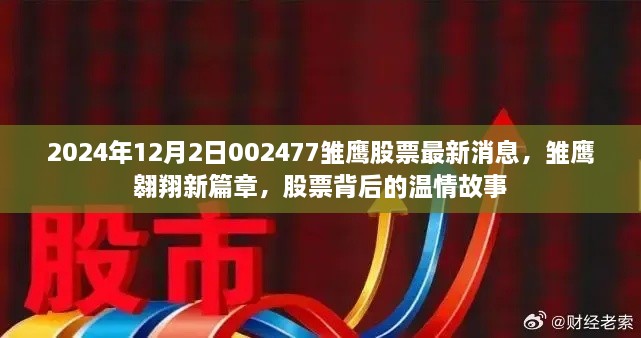 雛鷹翱翔新篇章，揭秘股票背后的溫情故事與最新動態(tài)