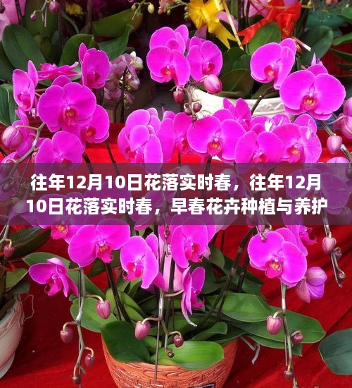 早春花卉種植與養(yǎng)護(hù)全攻略，12月10日花落實(shí)時(shí)春的種植與養(yǎng)護(hù)指南