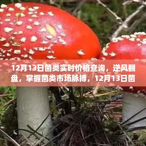 掌握菌類市場(chǎng)脈搏，12月13日菌類實(shí)時(shí)價(jià)格查詢及其啟示