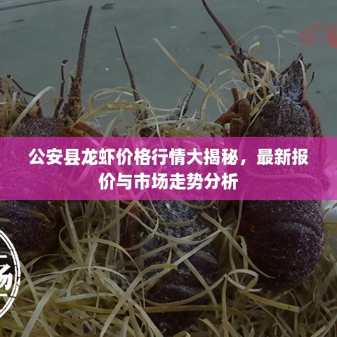 公安縣龍蝦價格行情大揭秘，最新報價與市場走勢分析