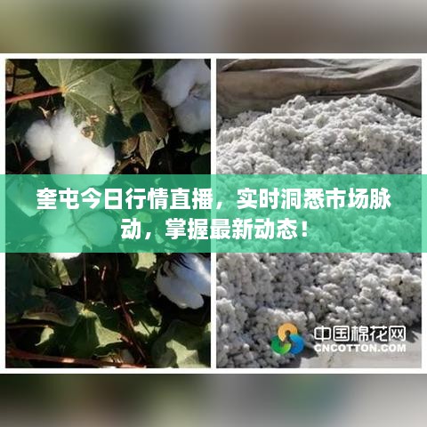 奎屯今日行情直播，實時洞悉市場脈動，掌握最新動態(tài)！