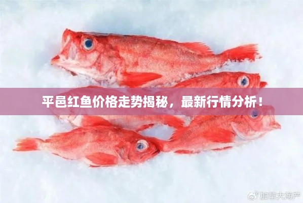 平邑紅魚價格走勢揭秘，最新行情分析！