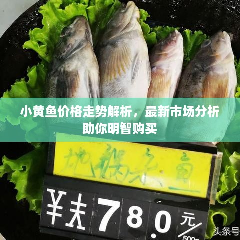 小黃魚價(jià)格走勢(shì)解析，最新市場(chǎng)分析助你明智購(gòu)買