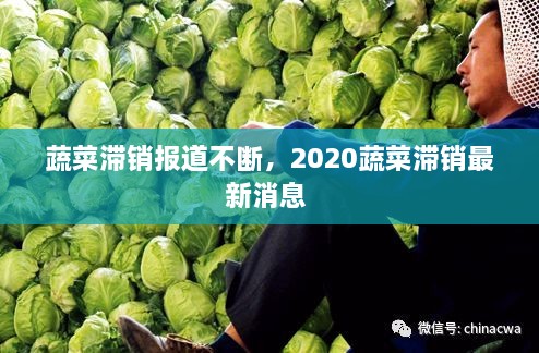 蔬菜滯銷報(bào)道不斷，2020蔬菜滯銷最新消息 