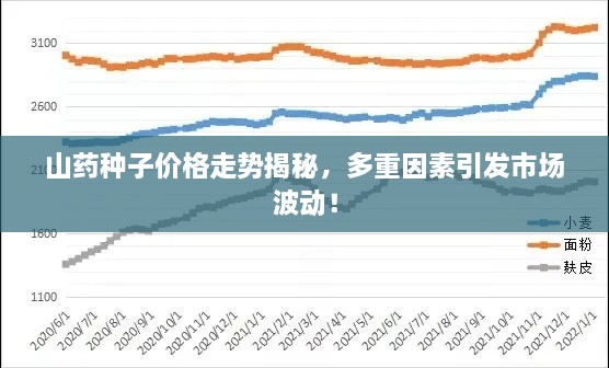 山藥種子價格走勢揭秘，多重因素引發(fā)市場波動！