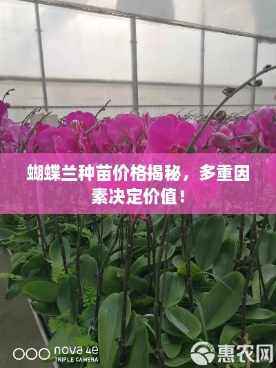 蝴蝶蘭種苗價格揭秘，多重因素決定價值！