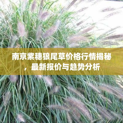 南京紫穗狼尾草價格行情揭秘，最新報價與趨勢分析