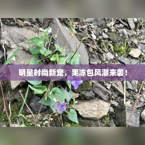 明星時尚新寵，果凍包風潮來襲！