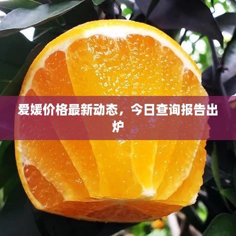 愛媛價(jià)格最新動(dòng)態(tài)，今日查詢報(bào)告出爐