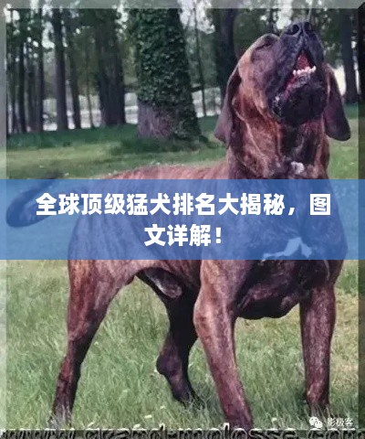 全球頂級猛犬排名大揭秘，圖文詳解！