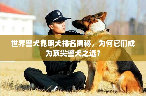 世界警犬昆明犬排名揭秘，為何它們成為頂尖警犬之選？