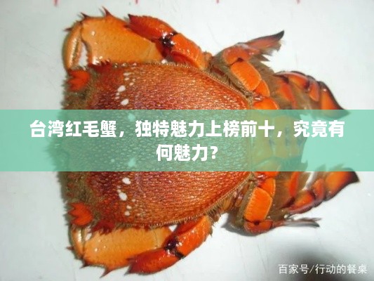 臺灣紅毛蟹，獨(dú)特魅力上榜前十，究竟有何魅力？