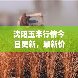 沈陽玉米行情今日更新，最新價格走勢分析