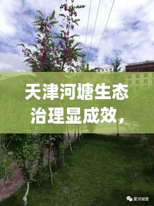 天津河塘生態(tài)治理顯成效，城市面貌煥然一新