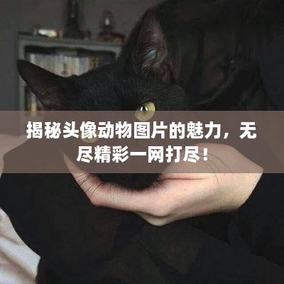 揭秘頭像動物圖片的魅力，無盡精彩一網(wǎng)打盡！