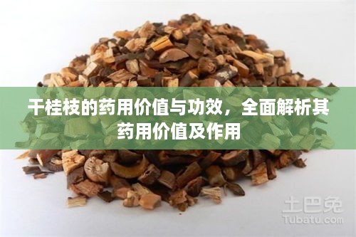 干桂枝的藥用價(jià)值與功效，全面解析其藥用價(jià)值及作用