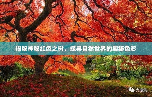 揭秘神秘紅色之樹，探尋自然世界的奧秘色彩