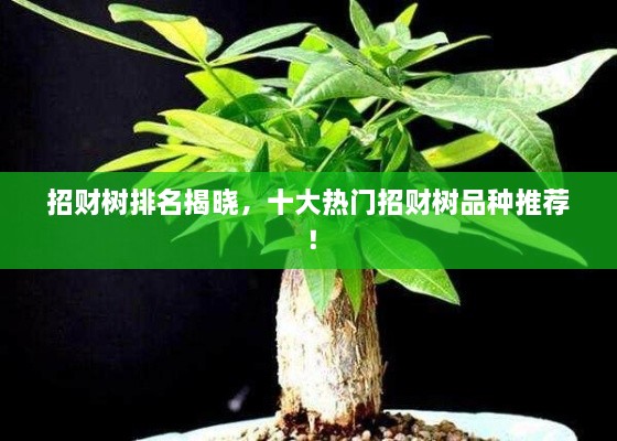 招財樹排名揭曉，十大熱門招財樹品種推薦！