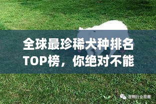 全球最珍稀犬種排名TOP榜，你絕對(duì)不能錯(cuò)過(guò)！